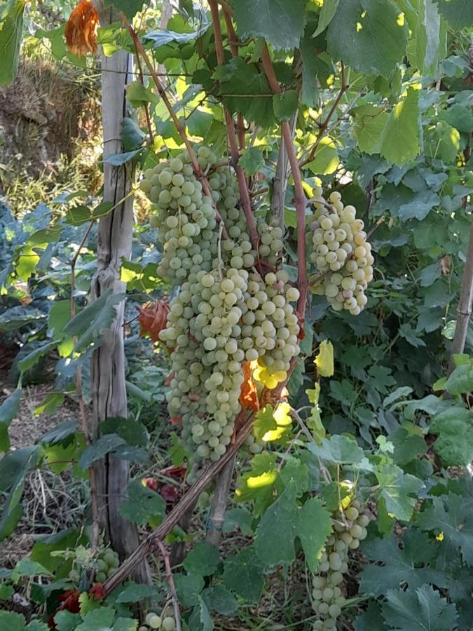 I Tre Grappoli Villa Corniglia Eksteriør bilde